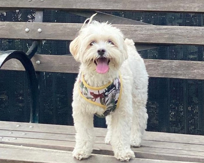 Into the Wild Reversible Harness