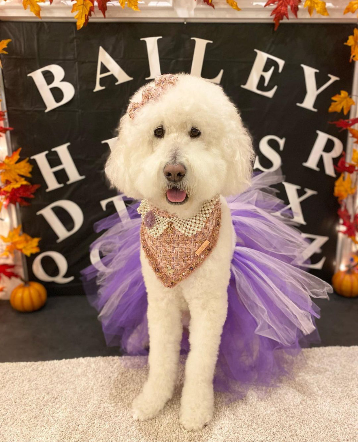 Special Edition: The Rebel