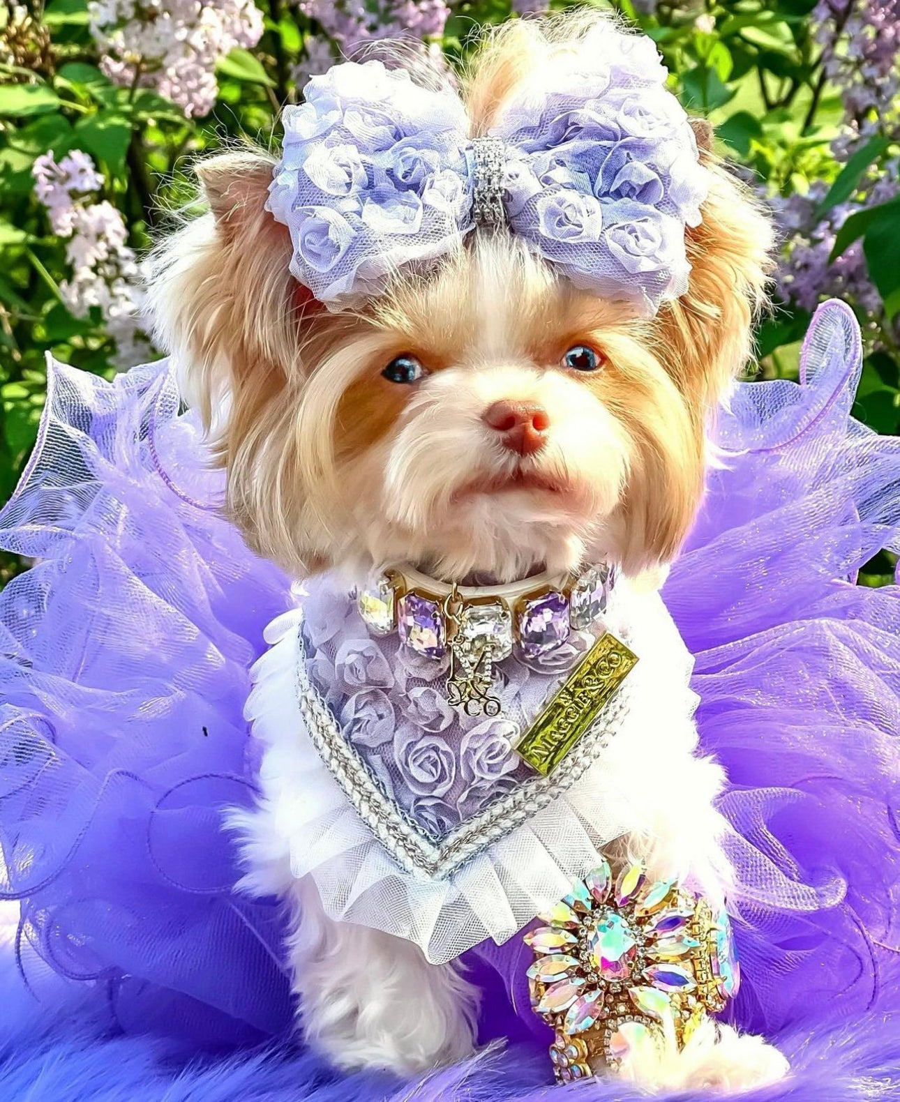 Forever Bliss: The Clara