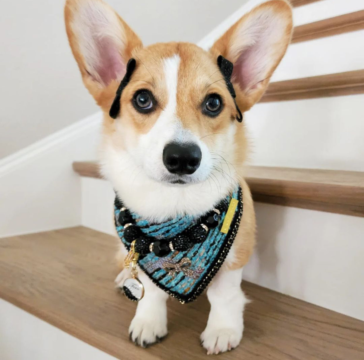 Special Edition: The Theo Bandana