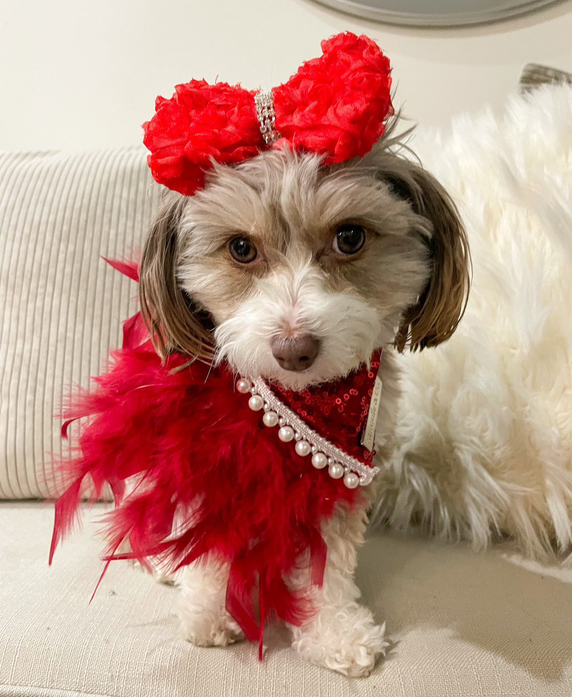 Holiday Collection: The Scarlet