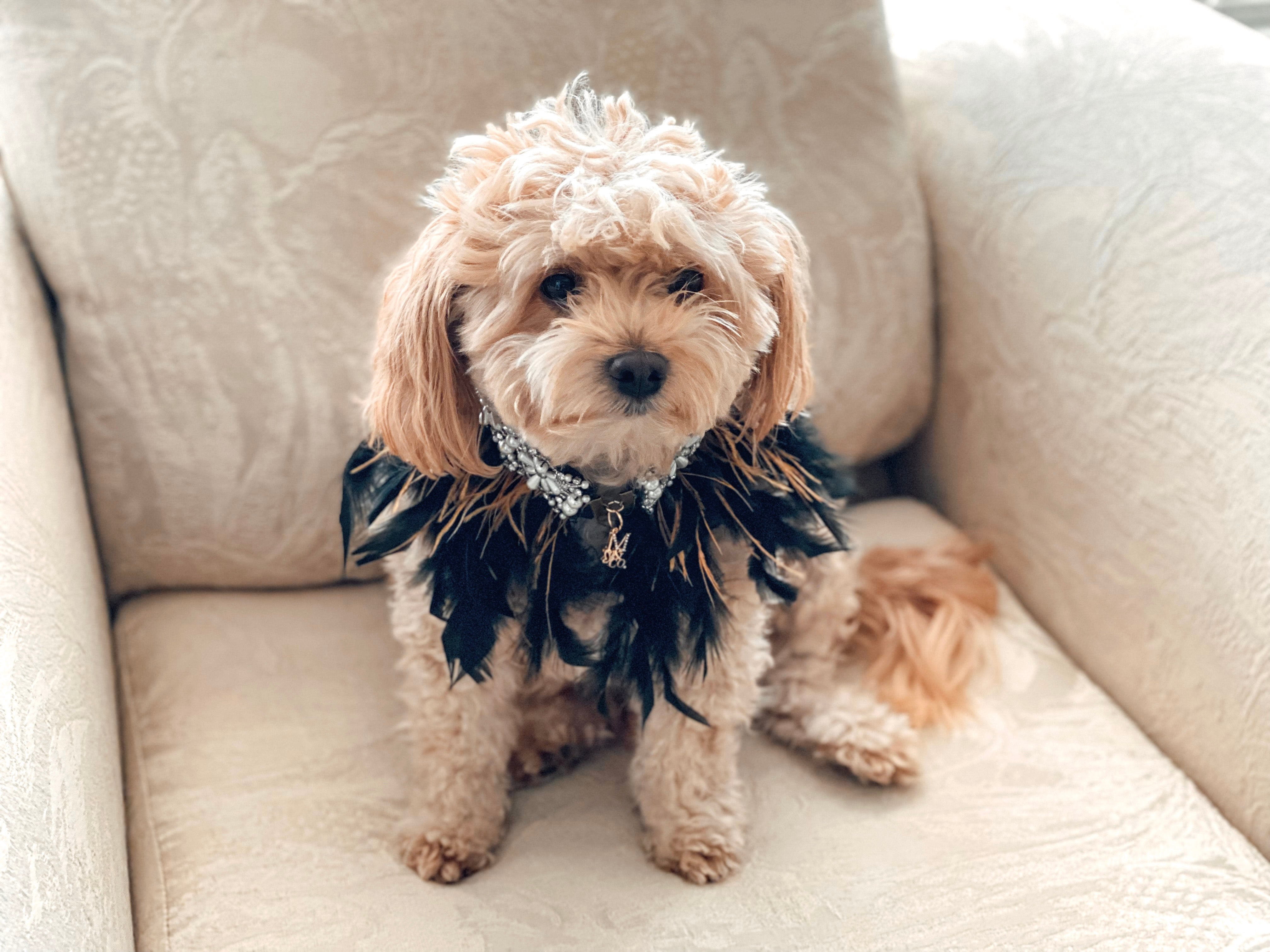 Feather Collection: Formal Ball