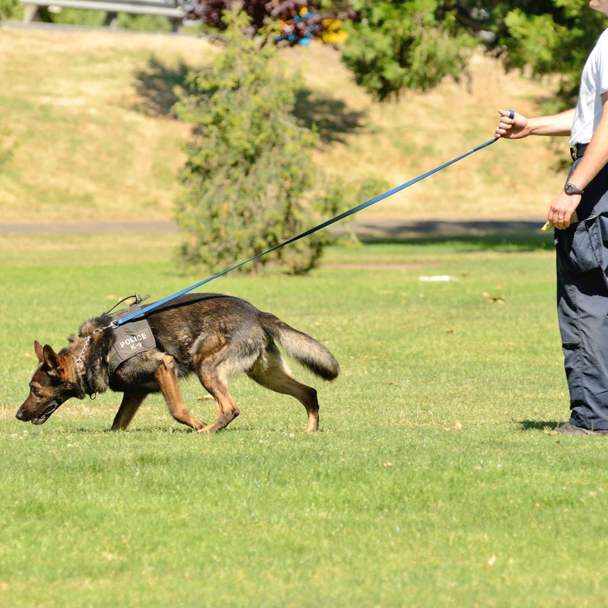 Viper BioThane Long Line 33 ft Dog Lead with Brass Hardware