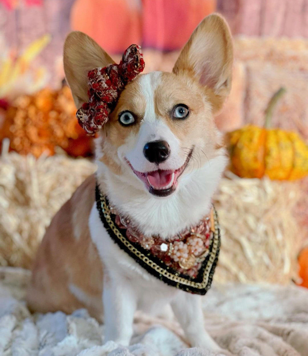 Special Edition: The Mamba