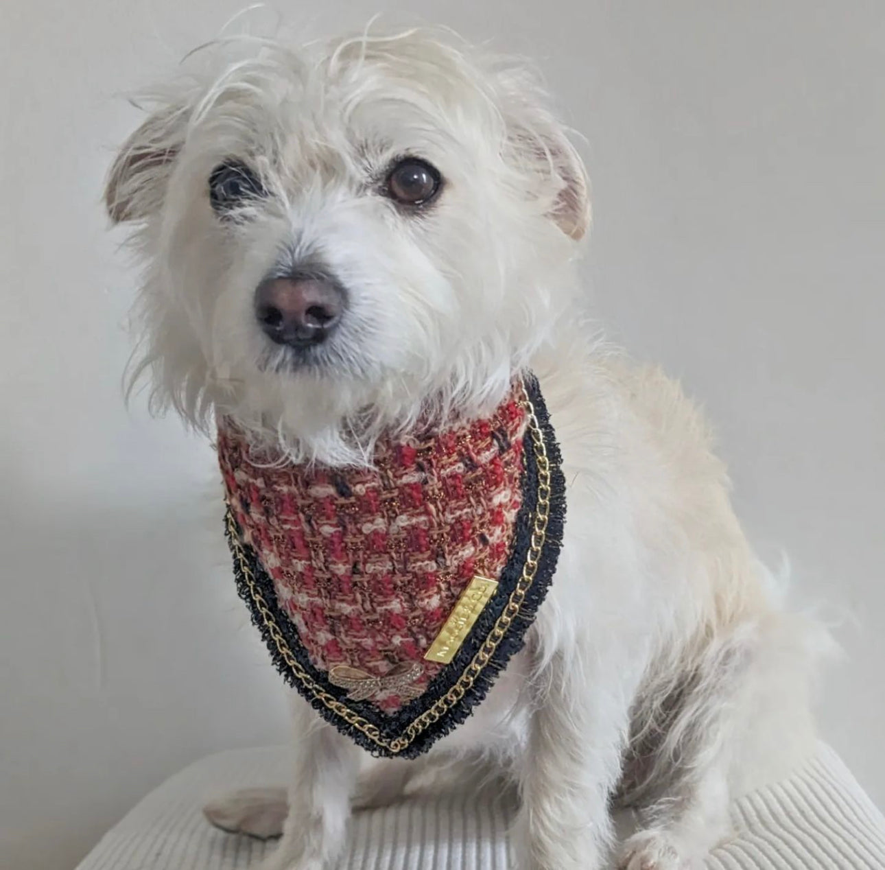 Special Edition: The Mamba