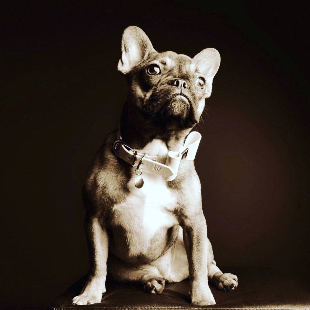 Leather Bow Collar - Snow Drop/ Rose Gold