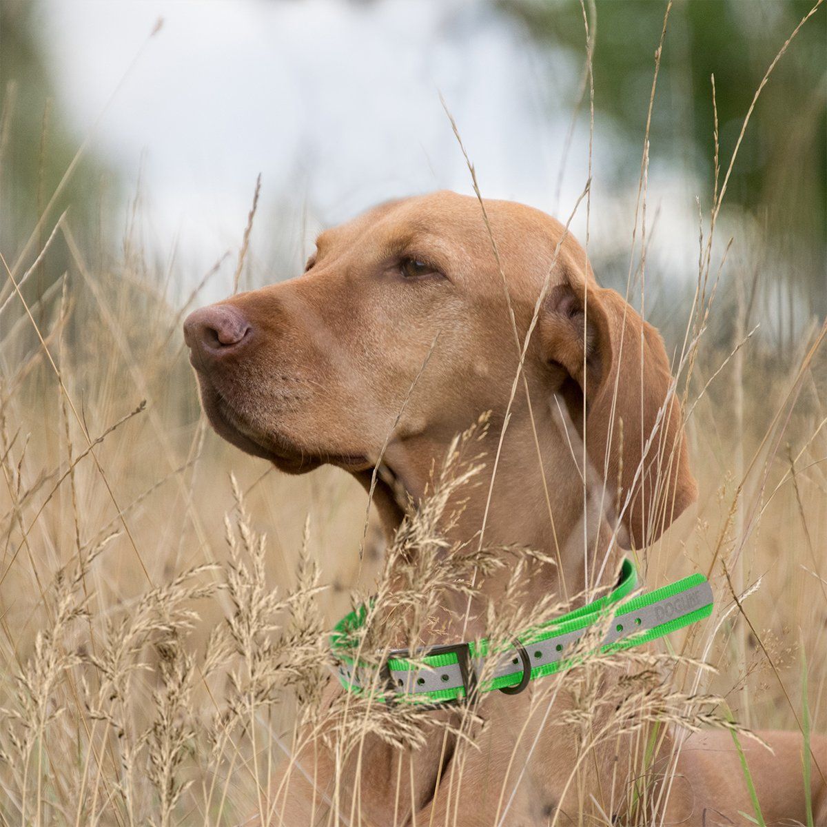 Dogline BioThane E-Collar Replacement Reflective Strap