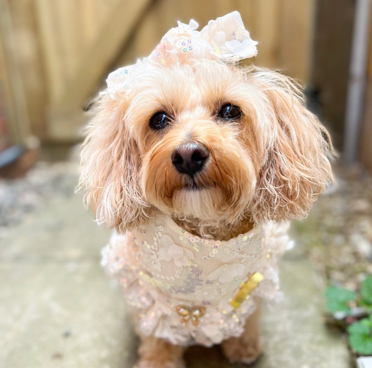 Celebrations II: The Pearl