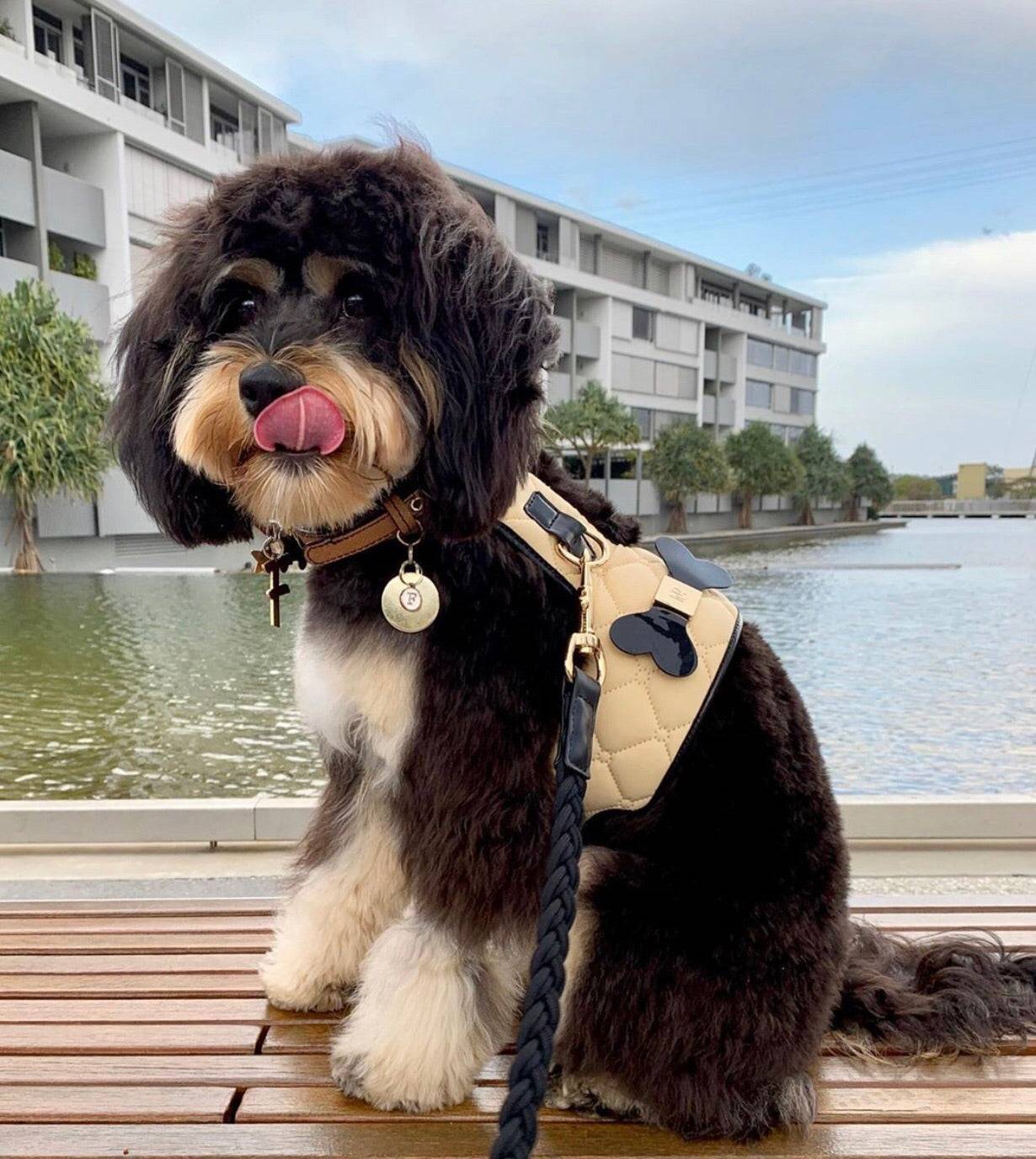 The Coco Dog Harness (Bone)