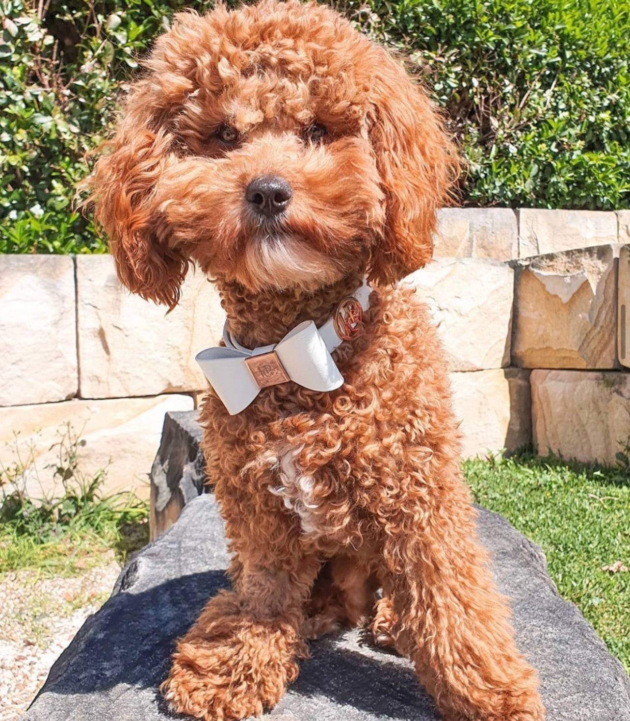 Leather Bow Collar - Snow Drop/ Rose Gold