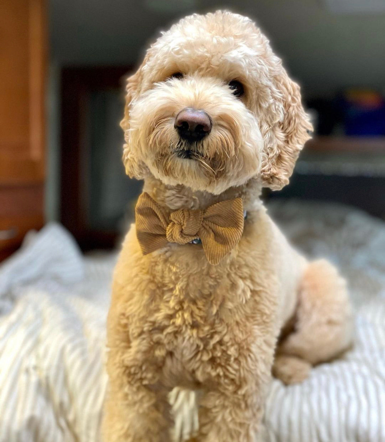 Corduroy Bow: Caramel