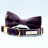 Velvet: The Susana Bow Tie Collar