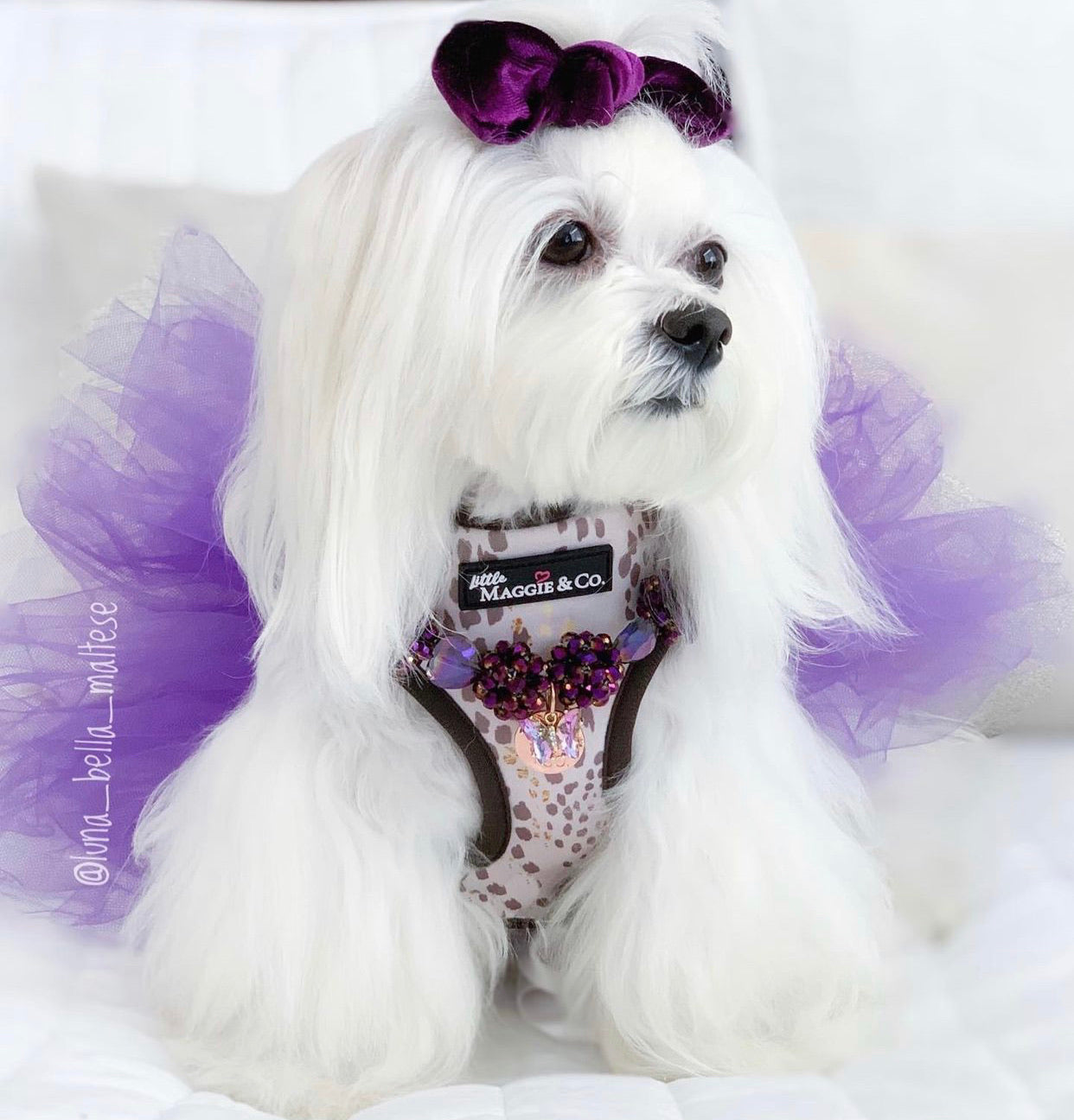 Essential Bundle: Cosmic