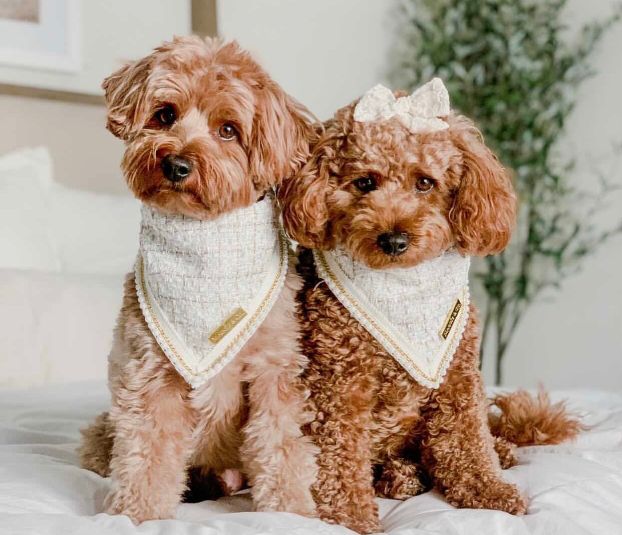 Coco Runway: Mademoiselle Coco Bandana