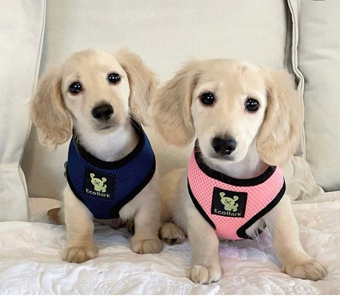 EcoBark – Bubblegum Pink Max Comfort Dog Harness