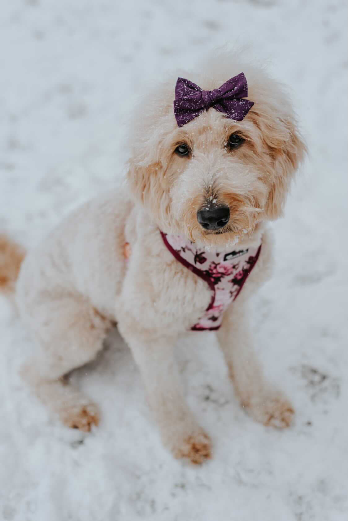 Bow: Sangria