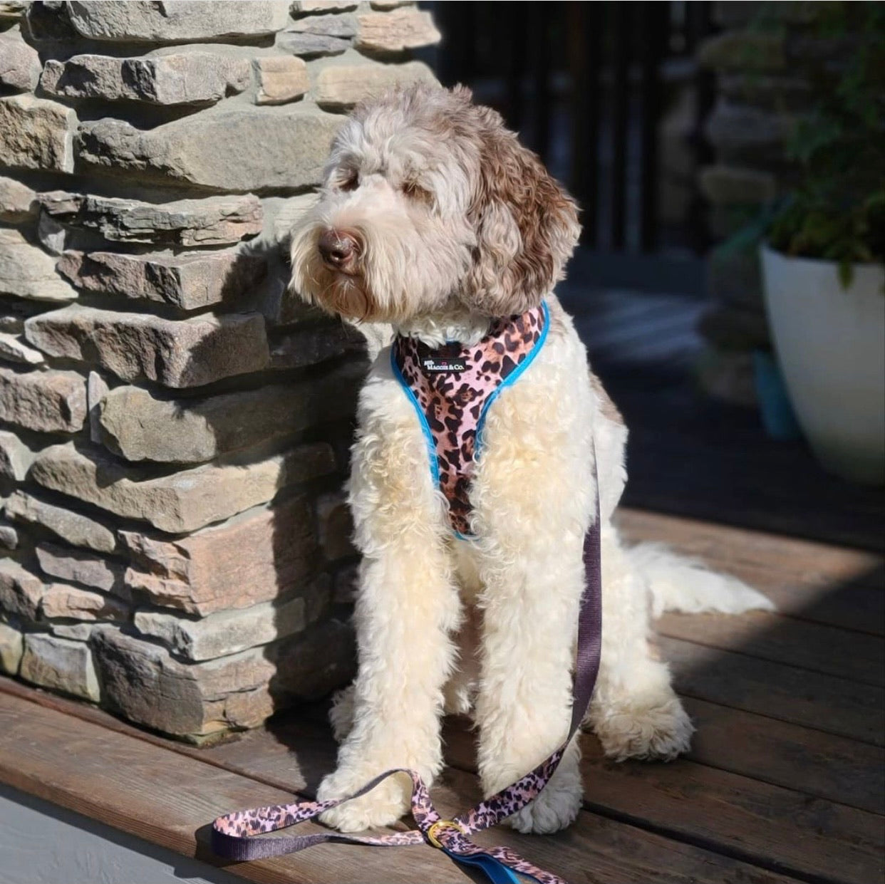 Exotic Reversible Harness