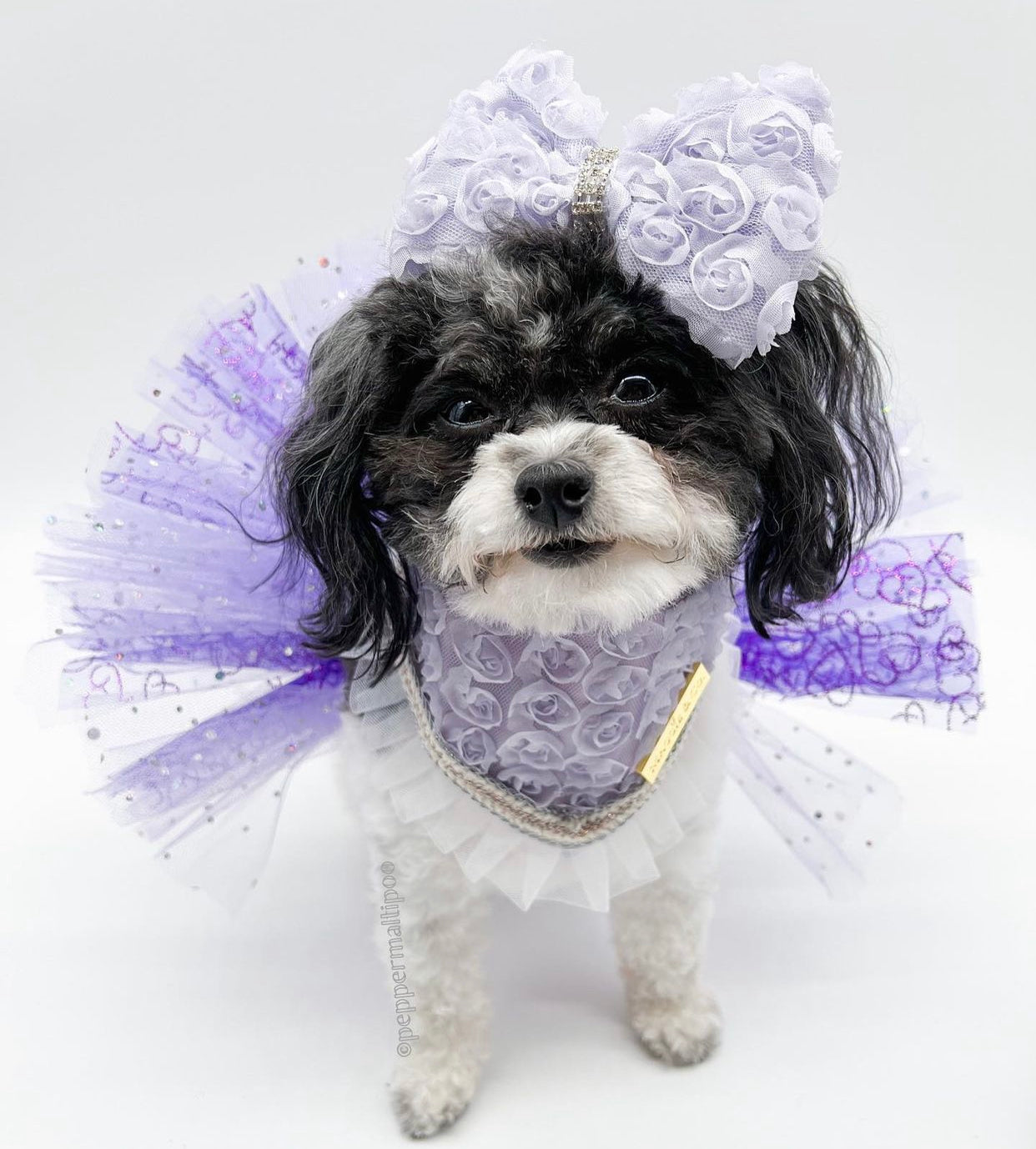 Forever Bliss: The Clara