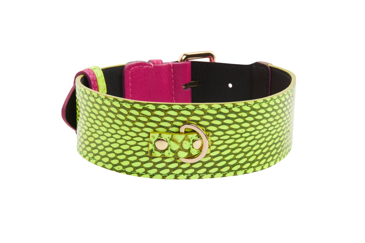 Allysa Payne Neon Green Snake With Fuchsia Pink Italian Leather With Gold Classic Hardware Dog Collar