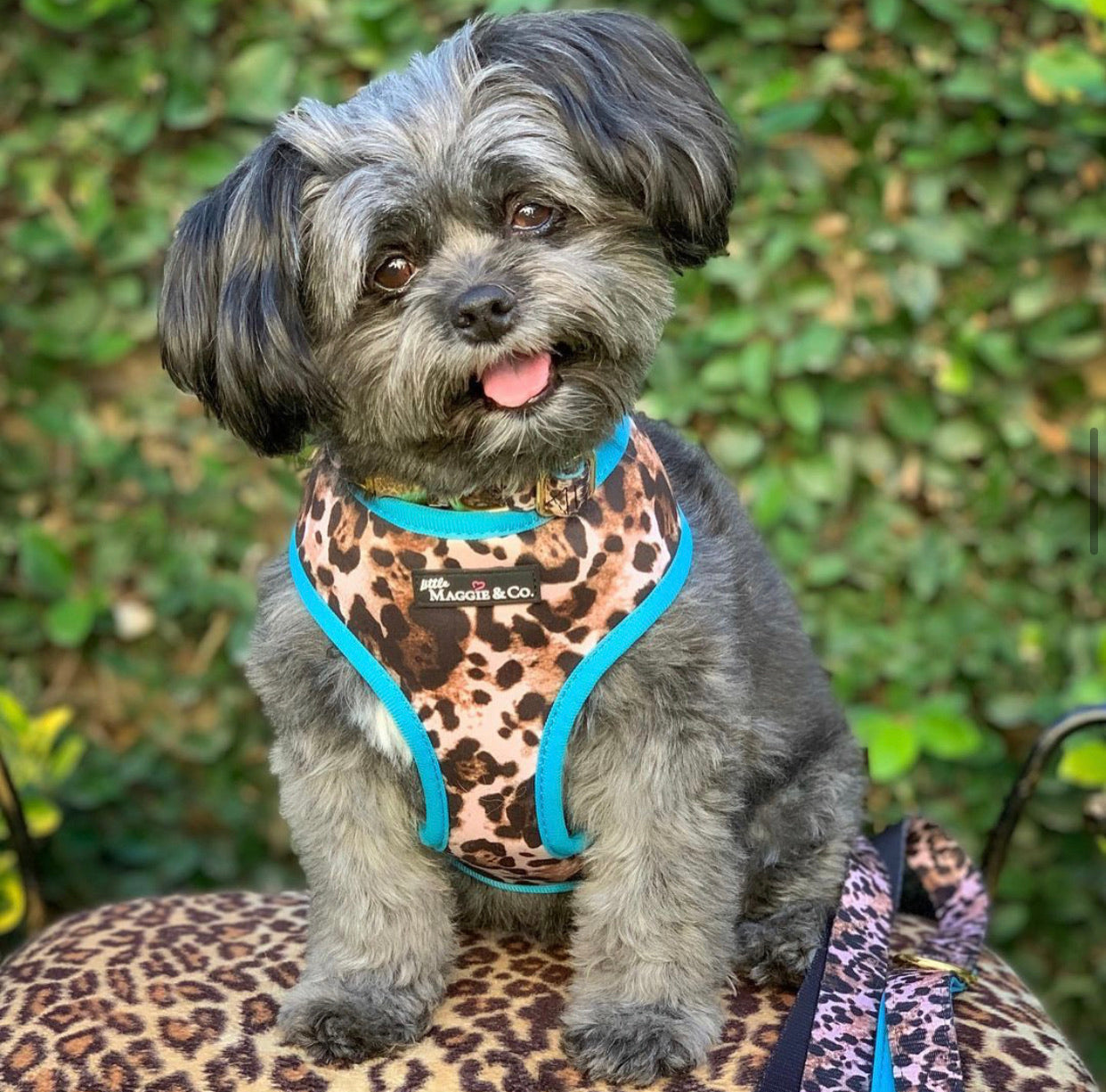 Exotic Reversible Harness