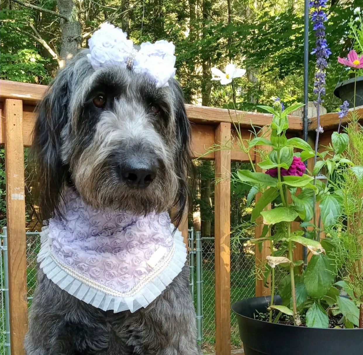 Forever Bliss: The Clara