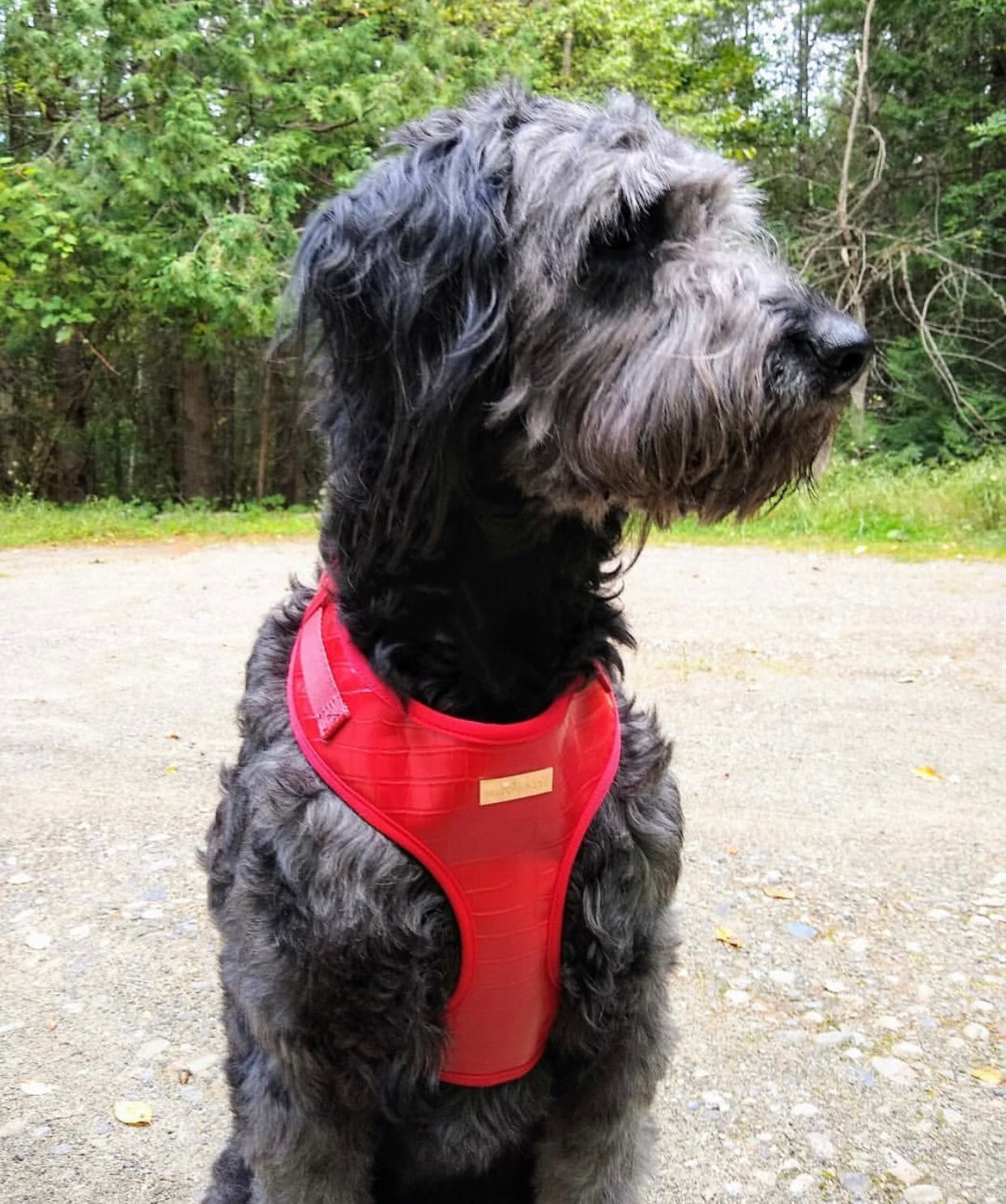 The Ruby Harness