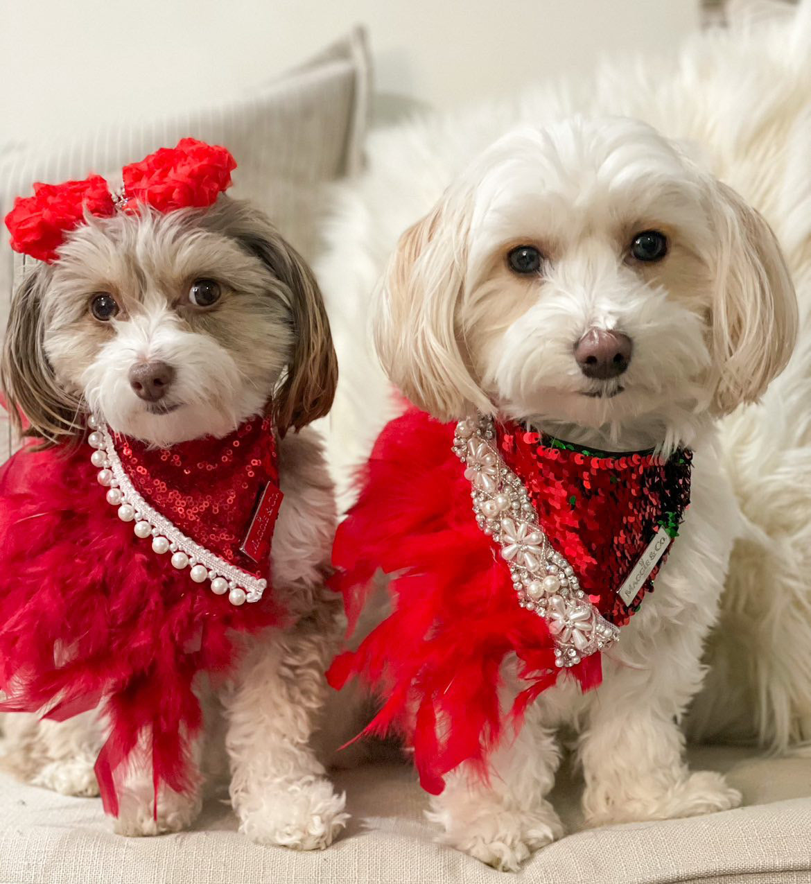 Holiday Collection: Joyous