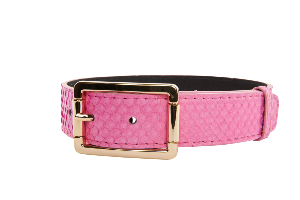 Allysa Payne Luxury Pet Fashion Neon Pink Snake Dog Collar With Our Modern Gold Hardware