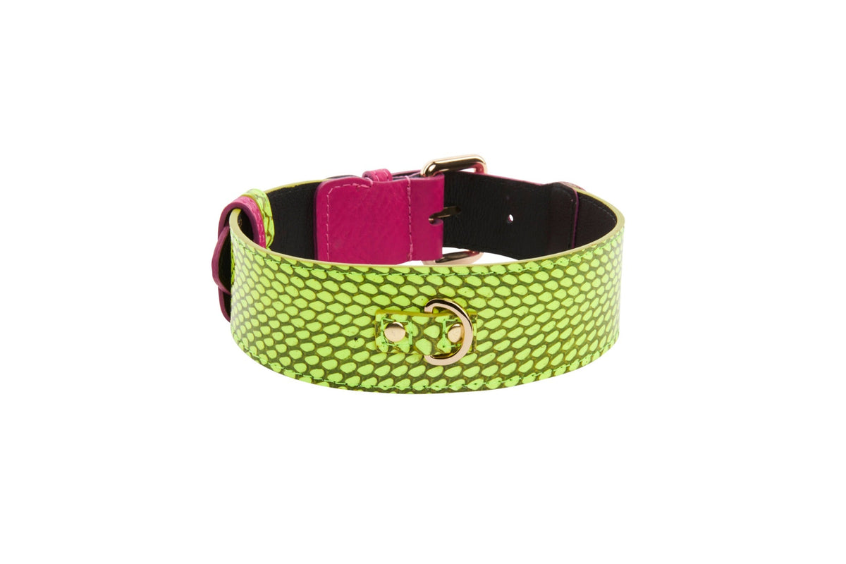 Allysa Payne Neon Green Snake With Fuchsia Pink Italian Leather With Gold Classic Hardware Dog Collar