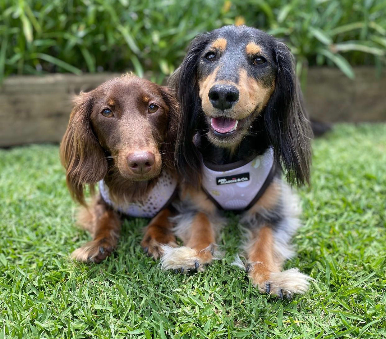 Essential Bundle: Cosmic