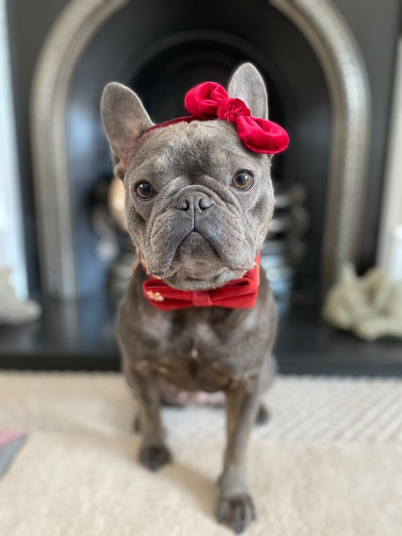 Velvet: The Mia Bow Tie