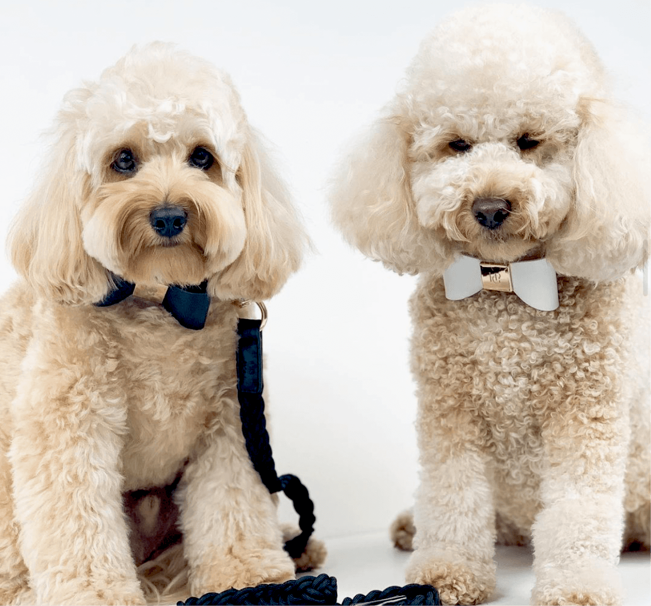 Leather Bow Tie Collar - Midnight