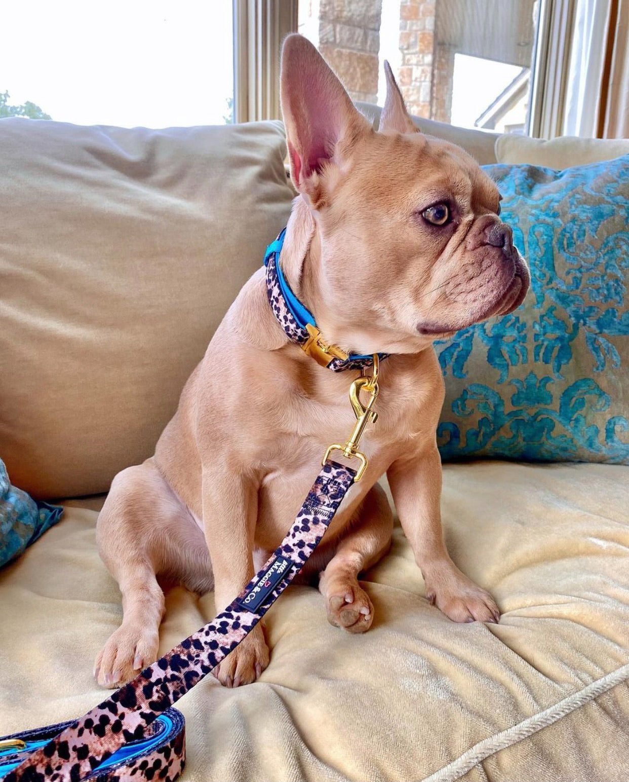 Exotic Collar