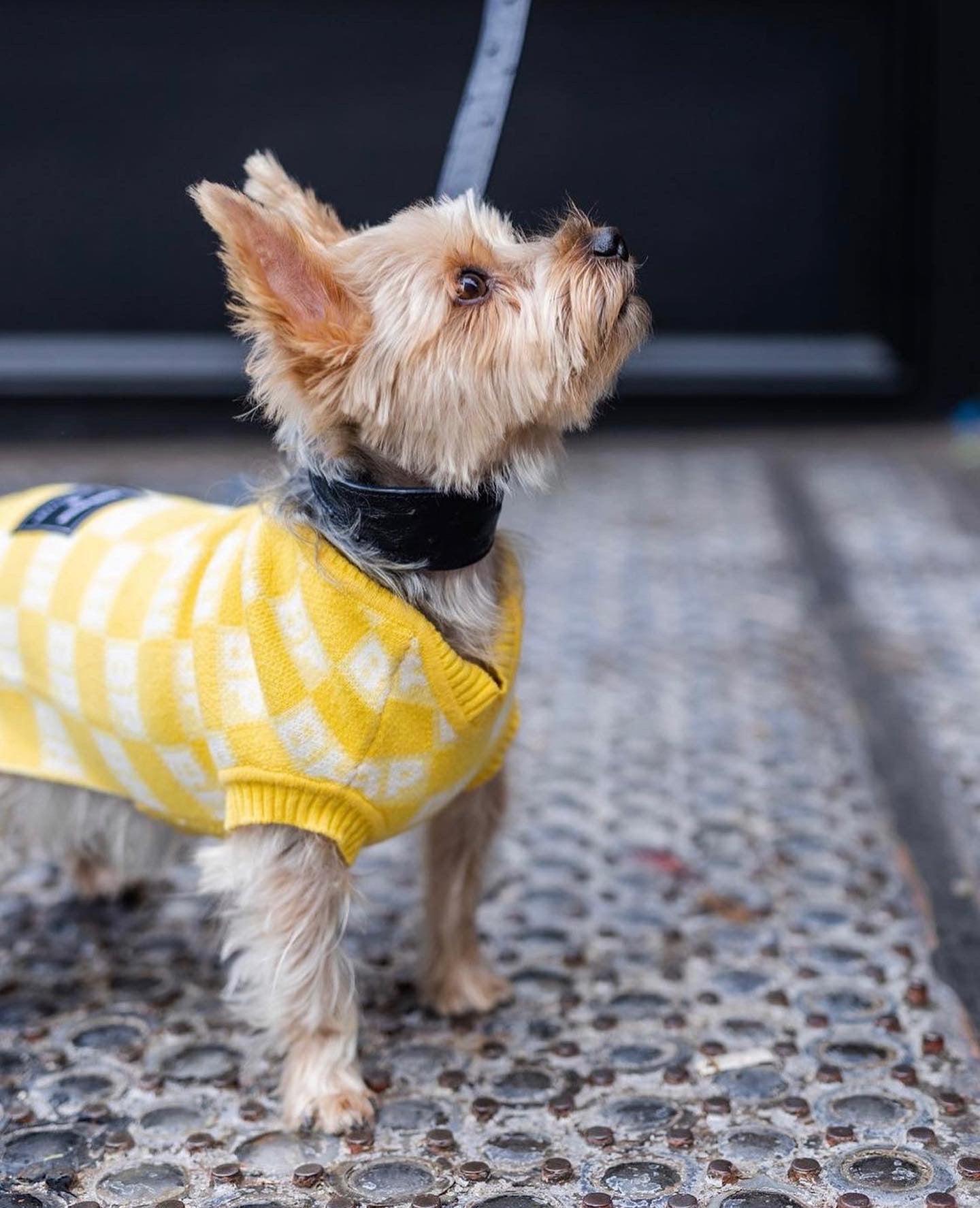 BESPOKE PAWS BP X BH Check Sweater vest - Cotton Recycled Warm Cozy Sweaters