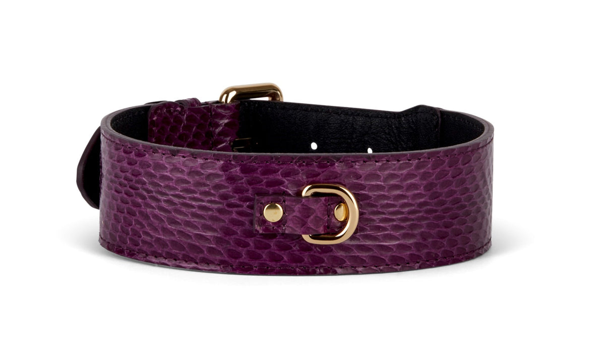 Allysa Payne Eggplant Purple Snake Classic Dog Collar