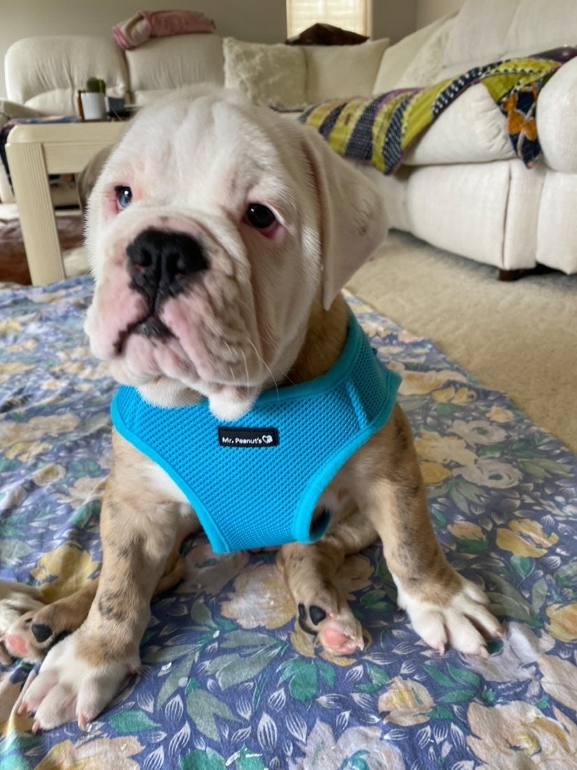 Mr. Peanuts PupTrek Harness and Leash Set, Small Dog/Cat Soft Mesh Step In Harness Vest