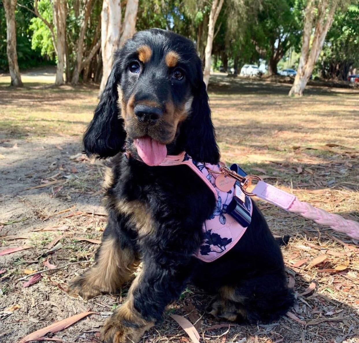 The Blossom Dog Harness