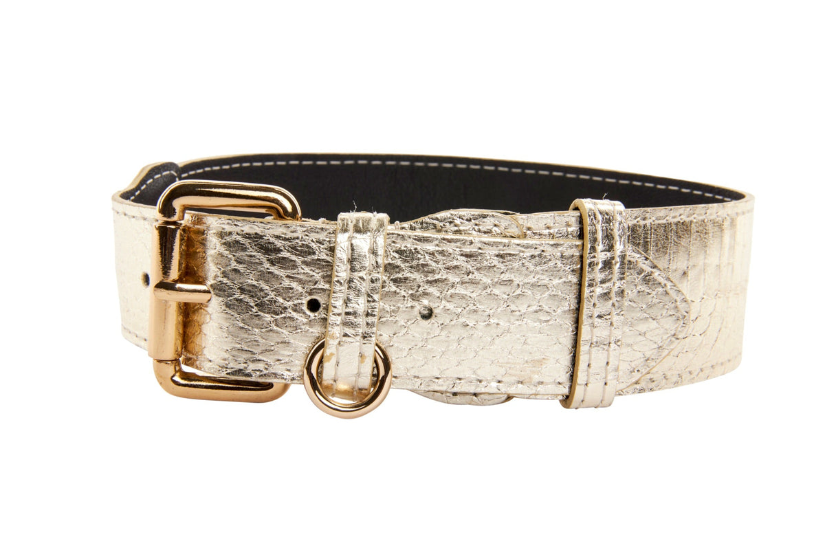 Allysa Payne Gold Snake With Classic Hardware Dog Collar & Leash Set