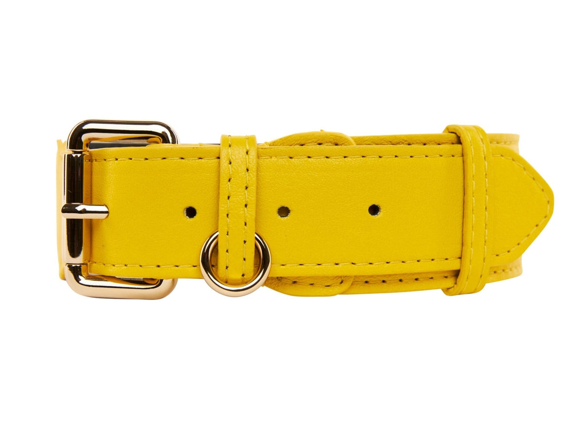 Allysa Payne Yellow Italian Leather Classic Dog Collar/Gold Classic Hardware