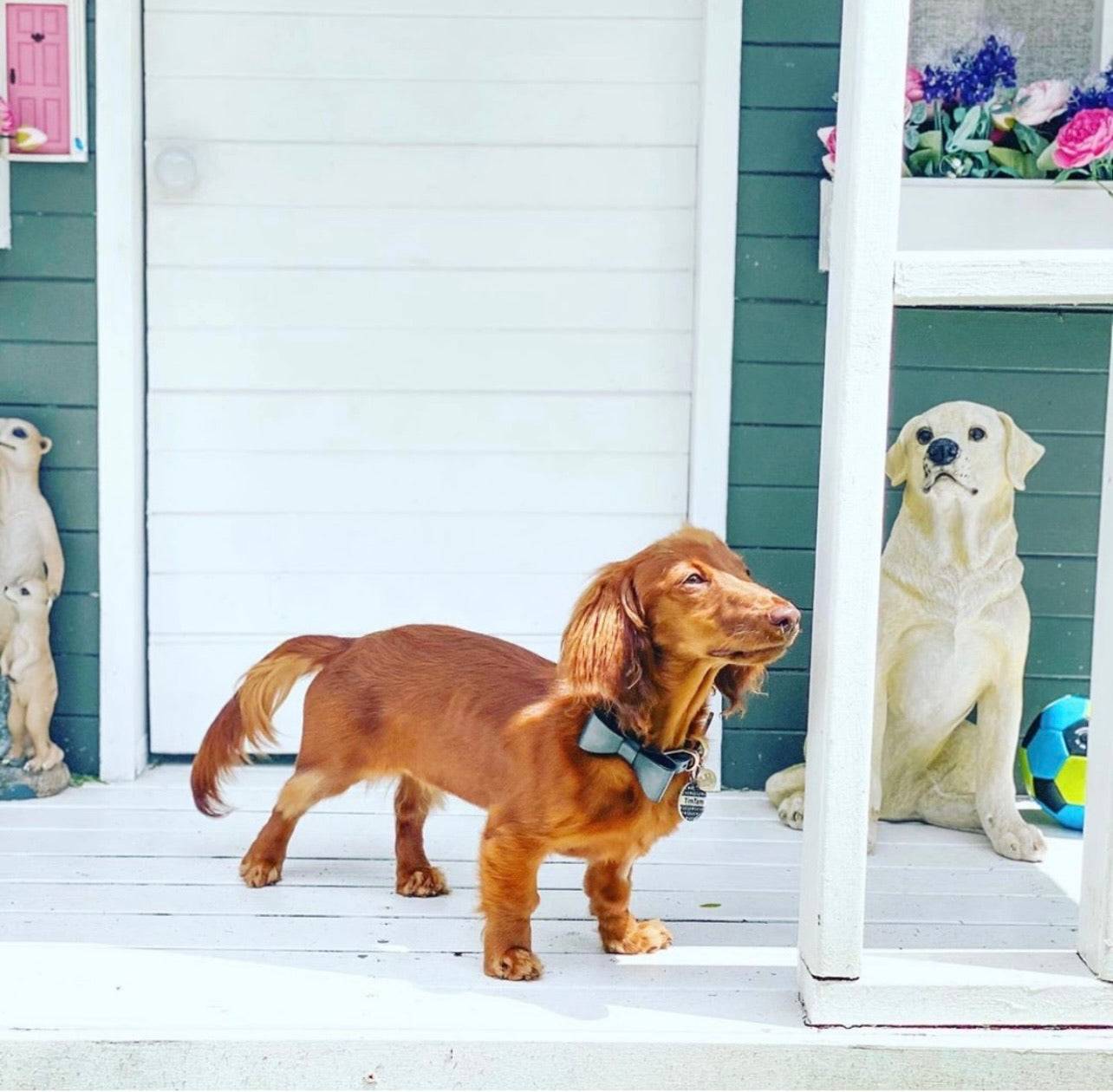 Leather Bow Tie Collar - Midnight
