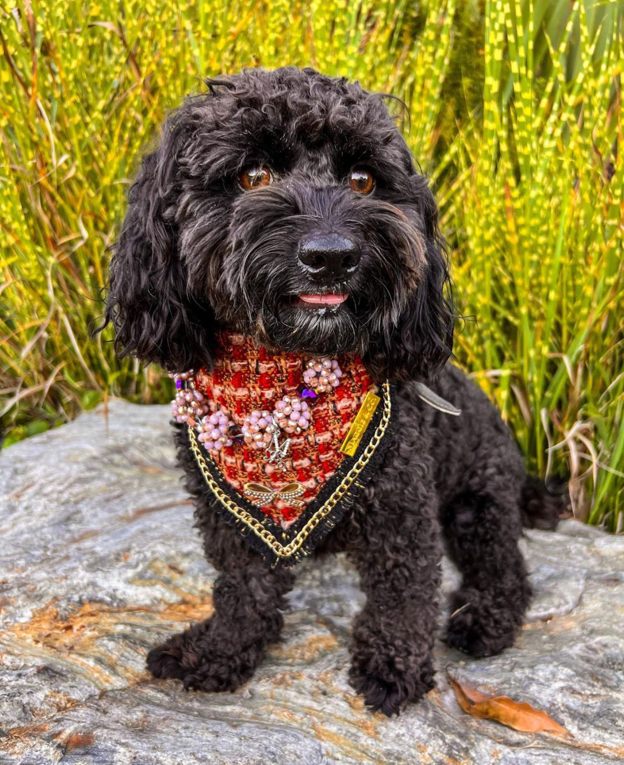 Special Edition: The Mamba