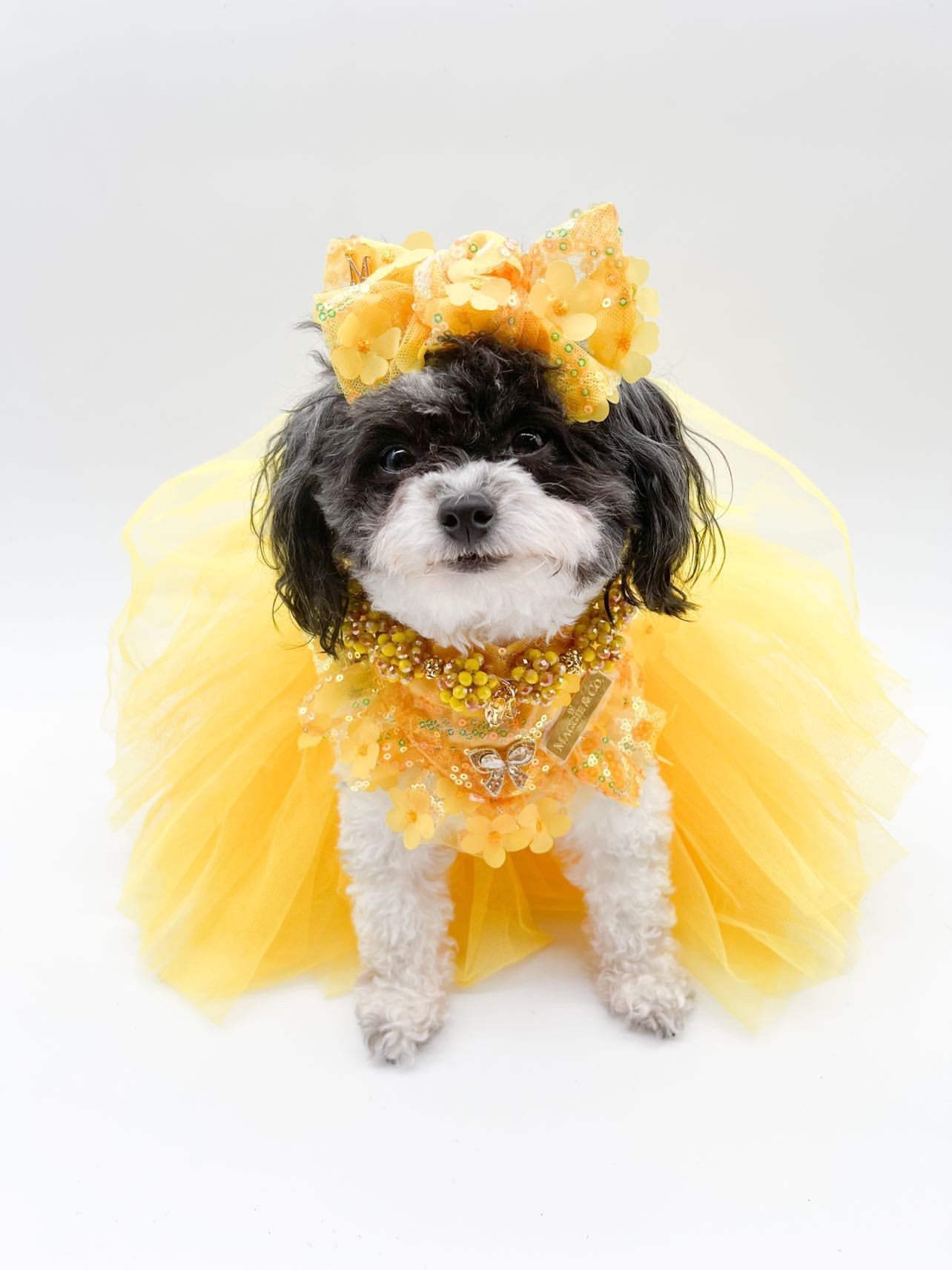 Celebrations II: The Roxy