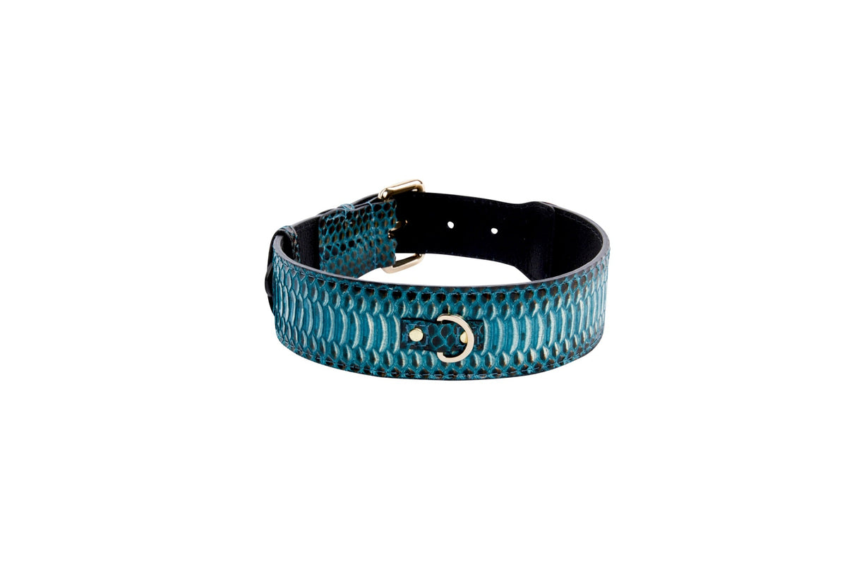 Allysa Payne Turquoise, Black Snake Classic Dog Collar With Gold Classic Hardware