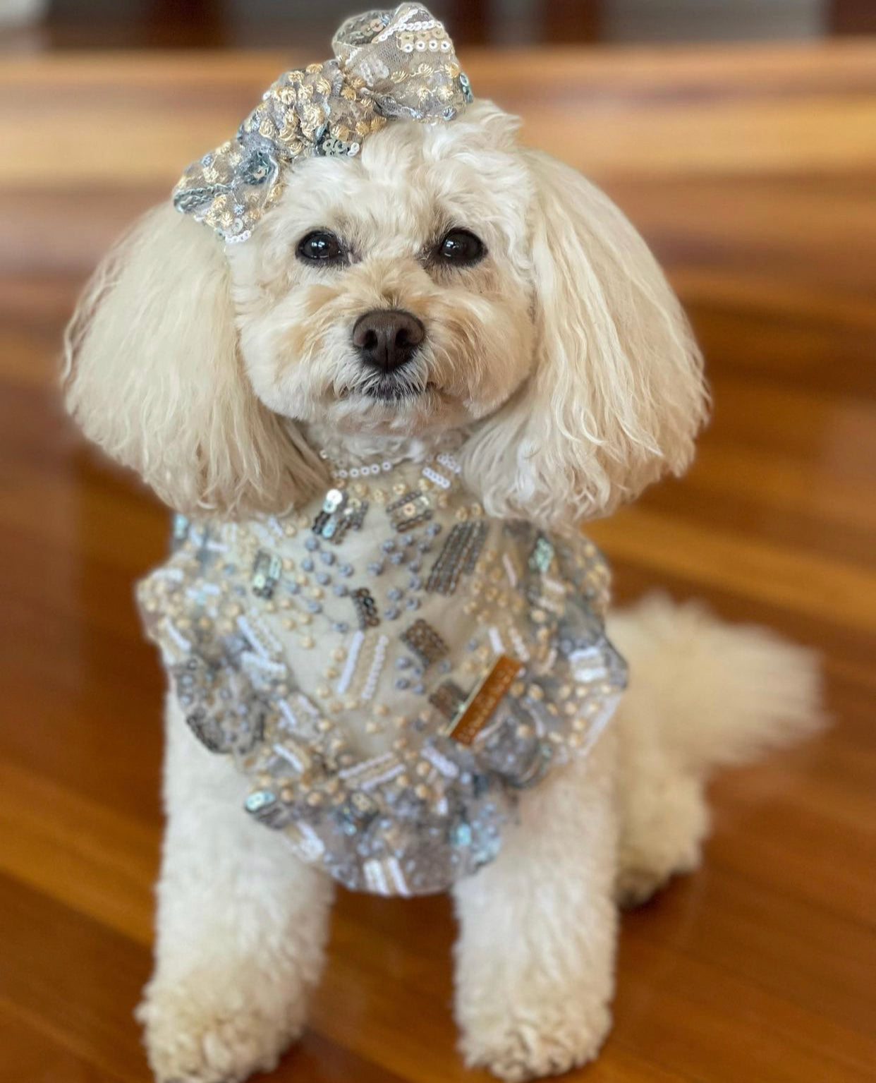 Celebrations: The Bailey Daisy Set