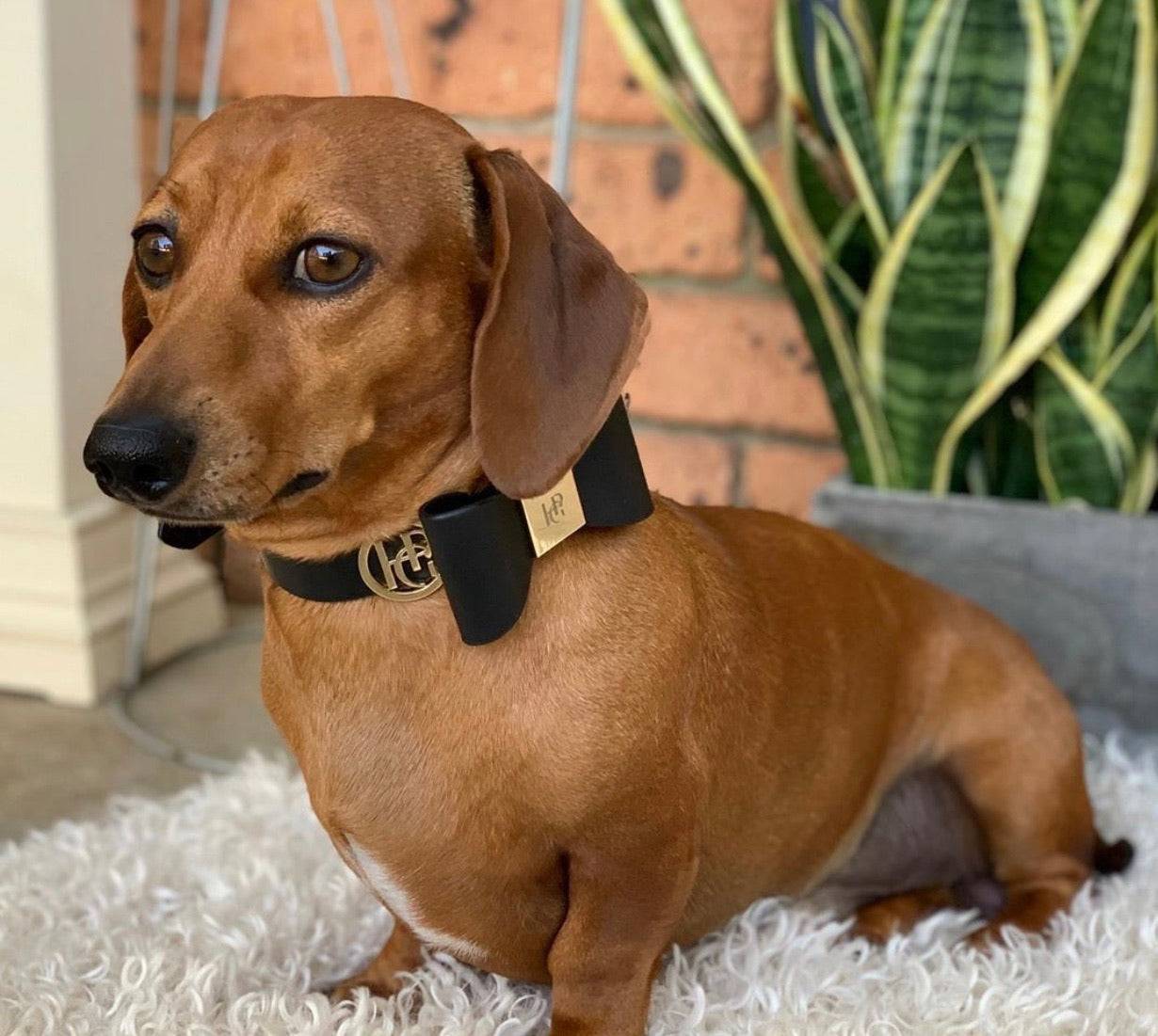 Leather Bow Tie Collar - Midnight