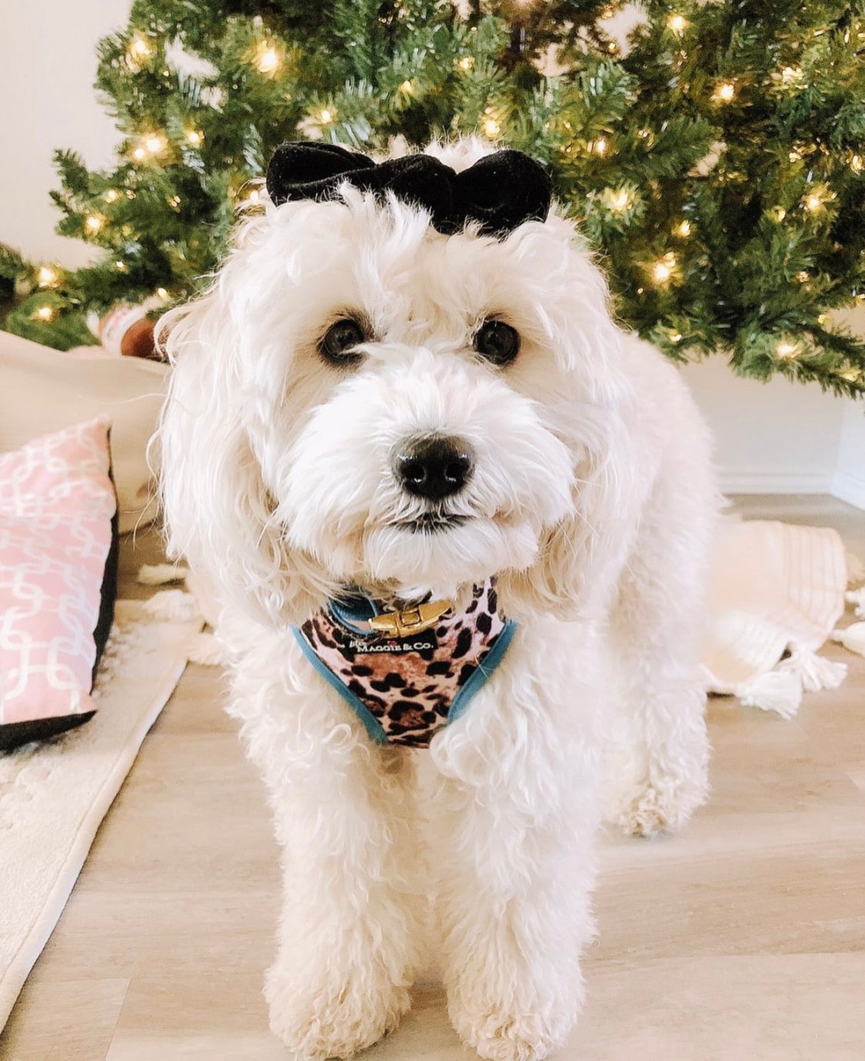 Exotic Reversible Harness