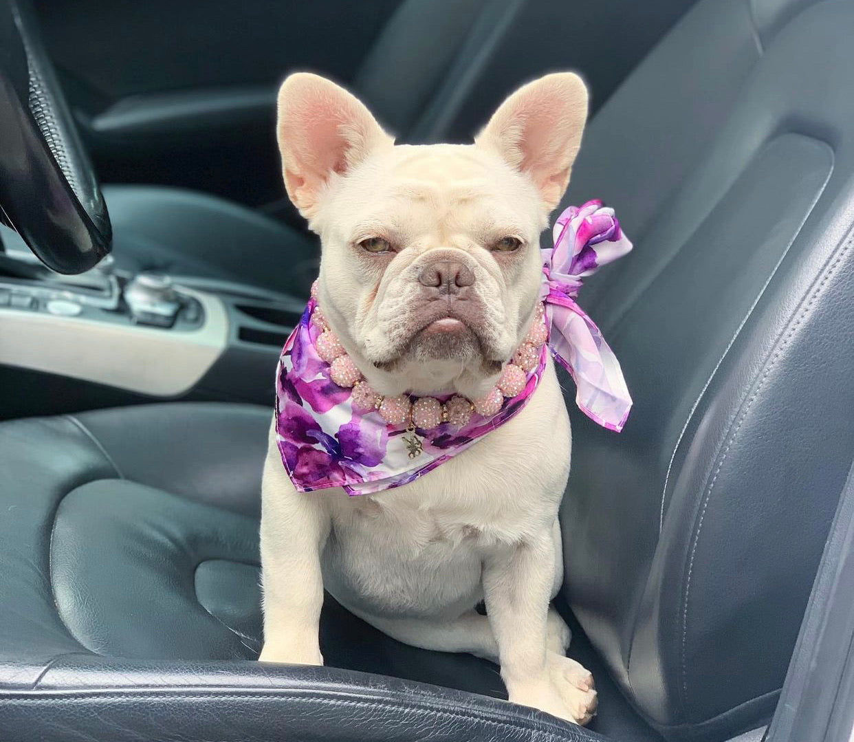 Classics: Fuchsia Blooms