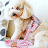 The Lady Dog Harness
