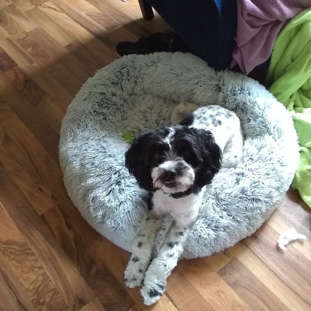 Mr. Peanuts 28" OrthoPlush® Pet Bed - Snowflake White Two Tone