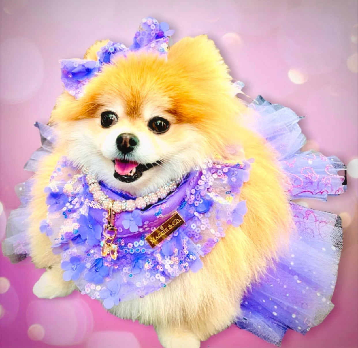 Celebrations II: The Bella